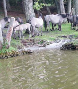 Rejs Jeziorem Śniardwy oraz Jeziorem Bełdany podczas rejsu można zobaczyć dzikie konie TARPANY na zboczu jeziora Bełdany